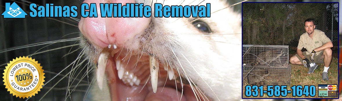 Salinas Wildlife and Animal Removal